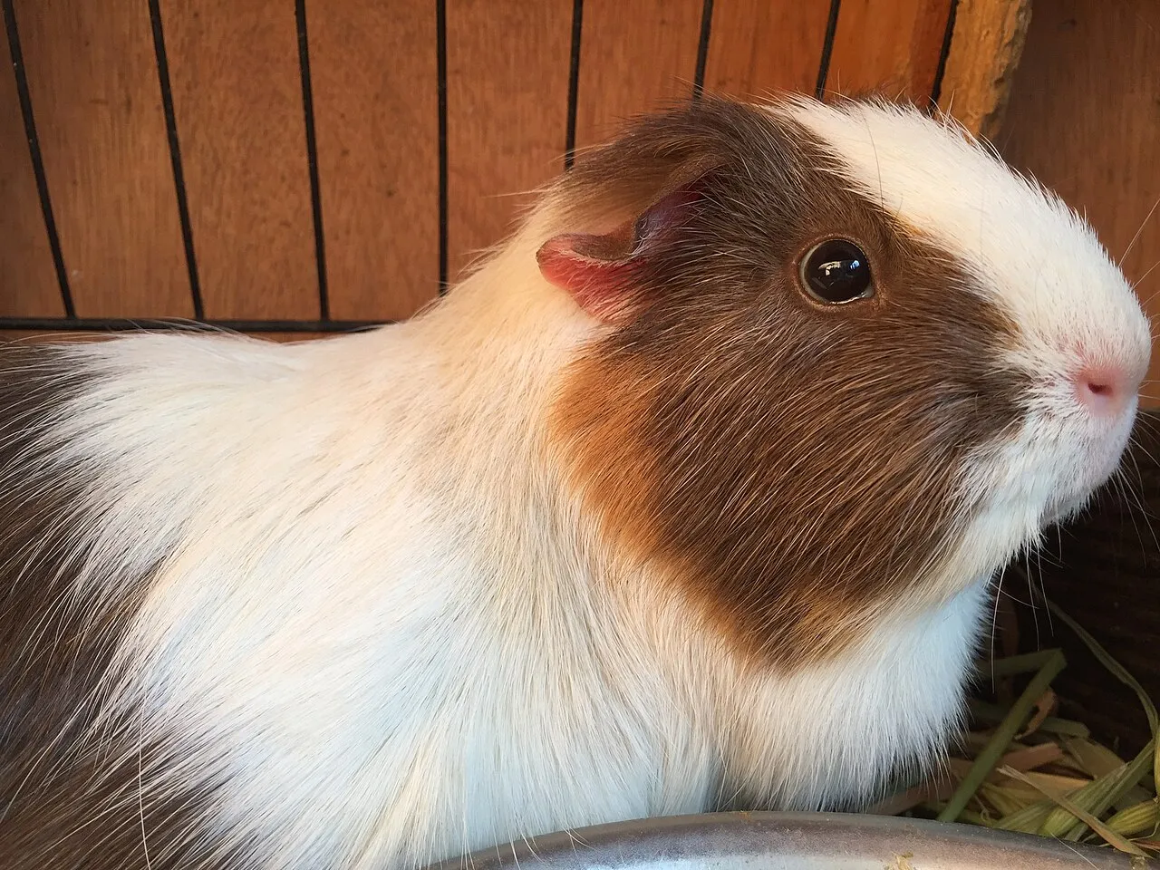 Cobaya de compañía sana en reposo con pelaje blanco y marrón