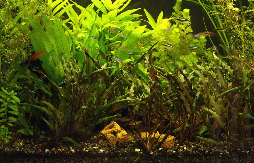 Calculadora de litros de acuario