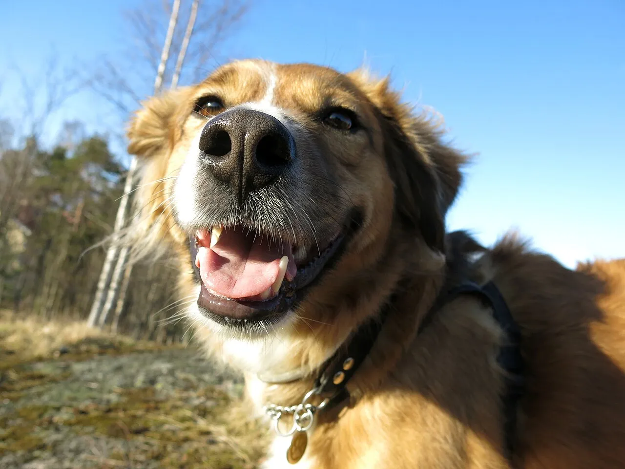 Perro adulto de pelaje dorado, sano y contento, paseando al aire libre con su collar puesto