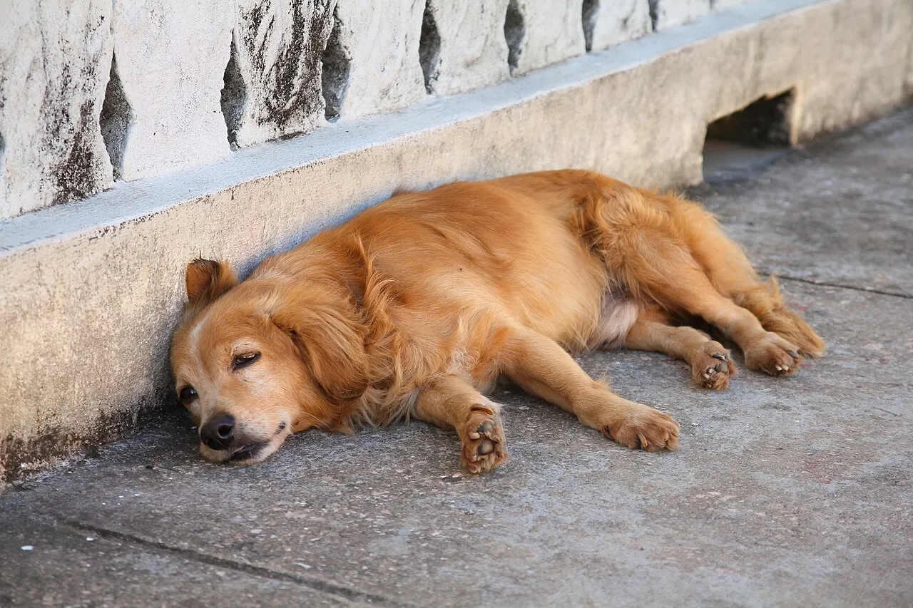 Adopción