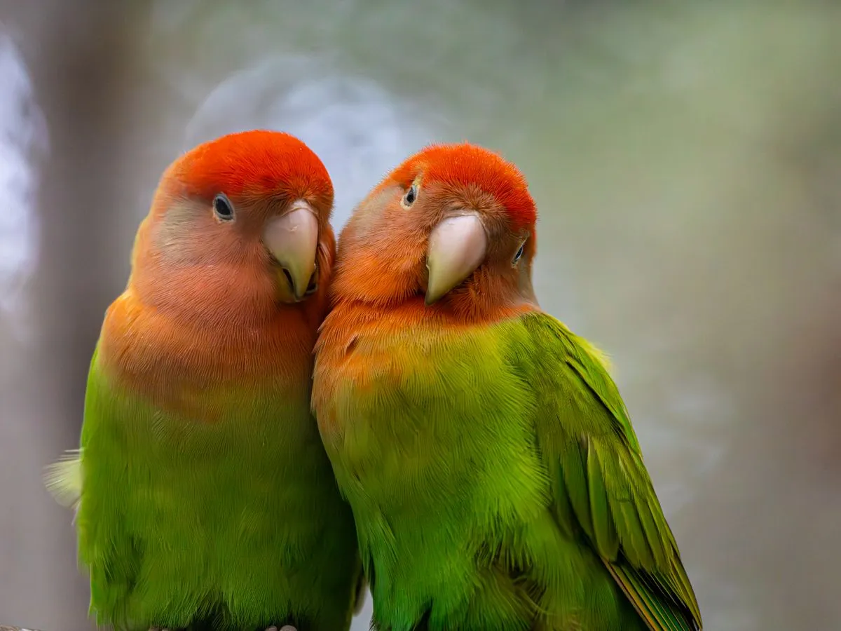 Foto de Agapornis