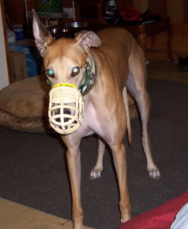 Galgo de pelaje canela con bozal tipo canasta de pie sobre una alfombra