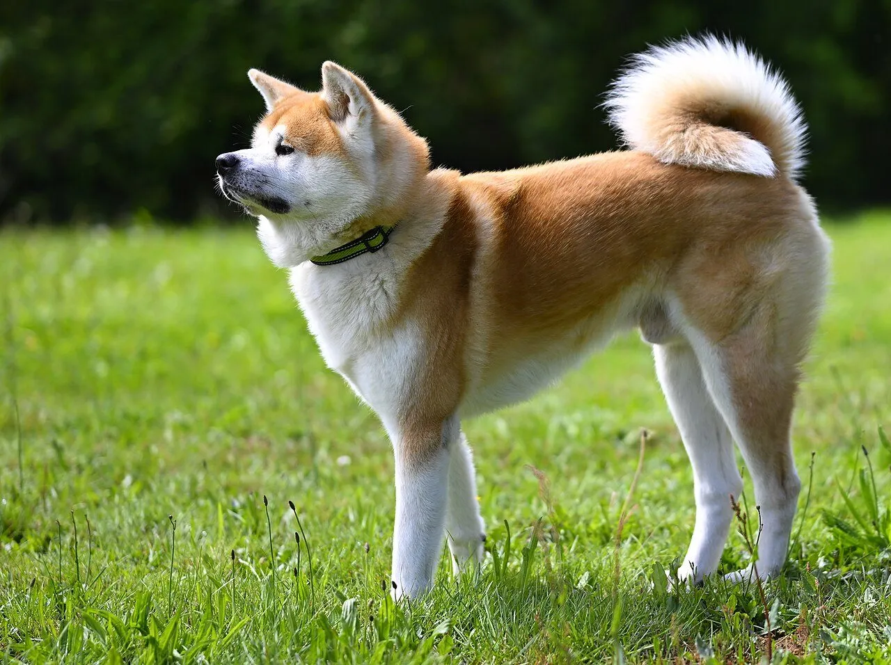 Foto de Akita