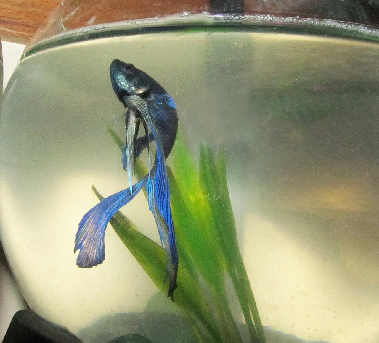 Betta azul de aletas largas nadando junto a una planta de acuario