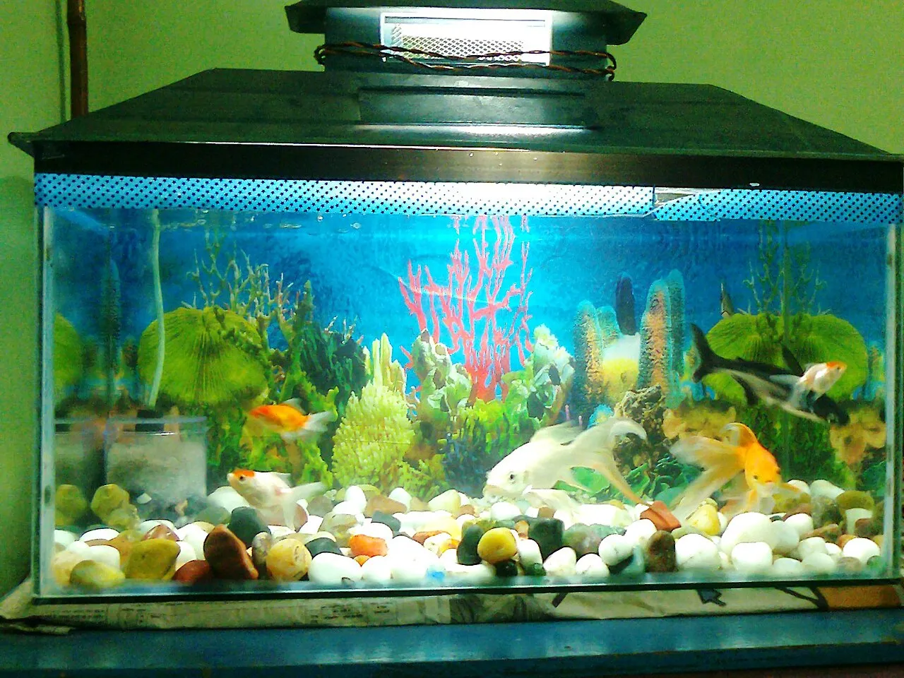 Acuario casero de agua dulce con peces dorados entre plantas y grava