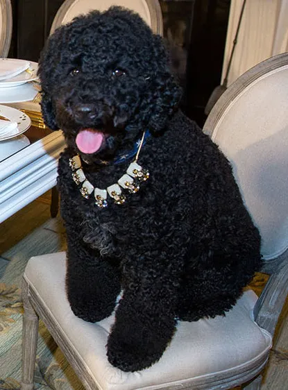 Perro sentado en una silla frente a una mesa servida, tentado por la comida humana