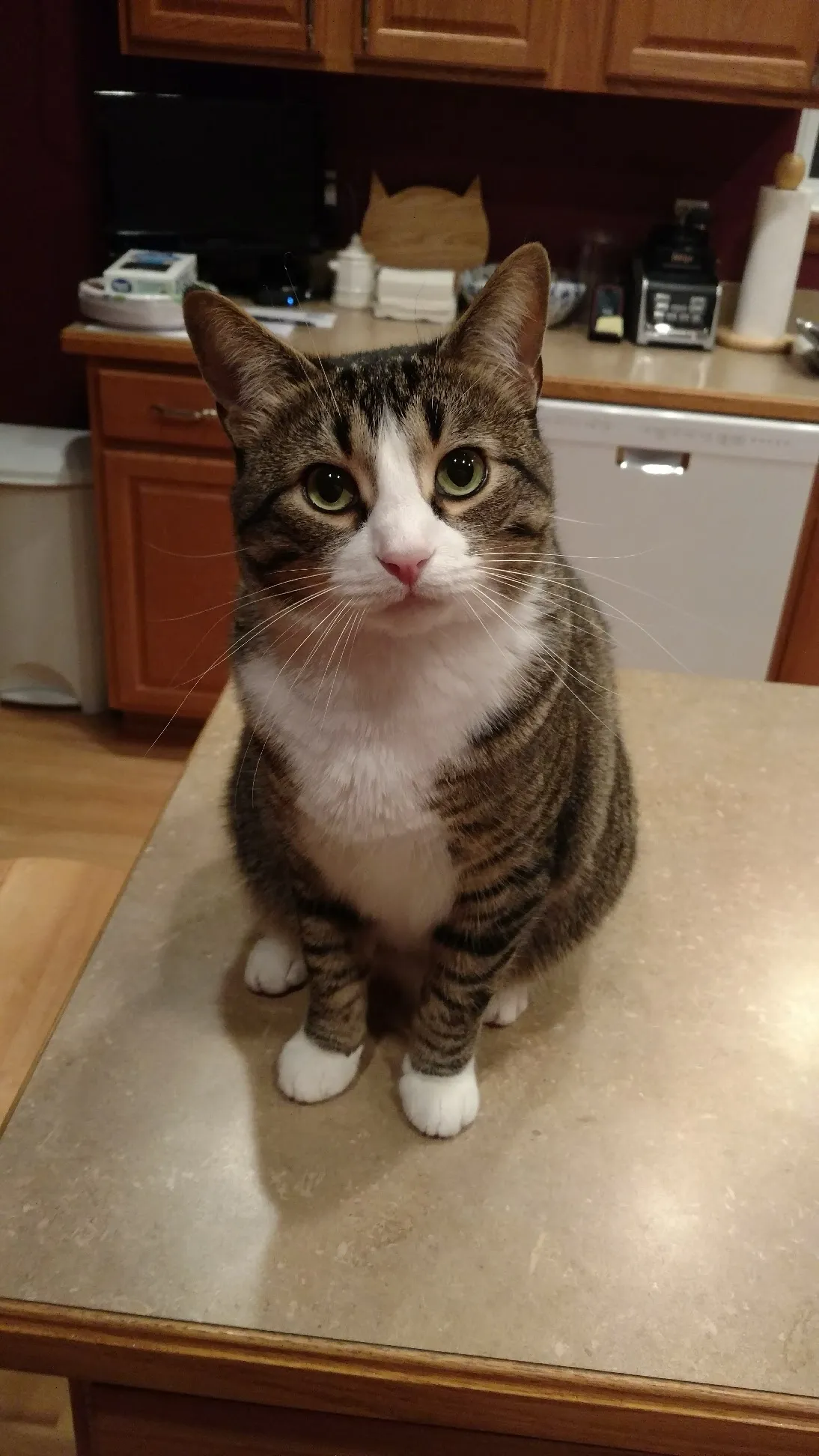 Alimentos prohibidos para gatos: la lista completa