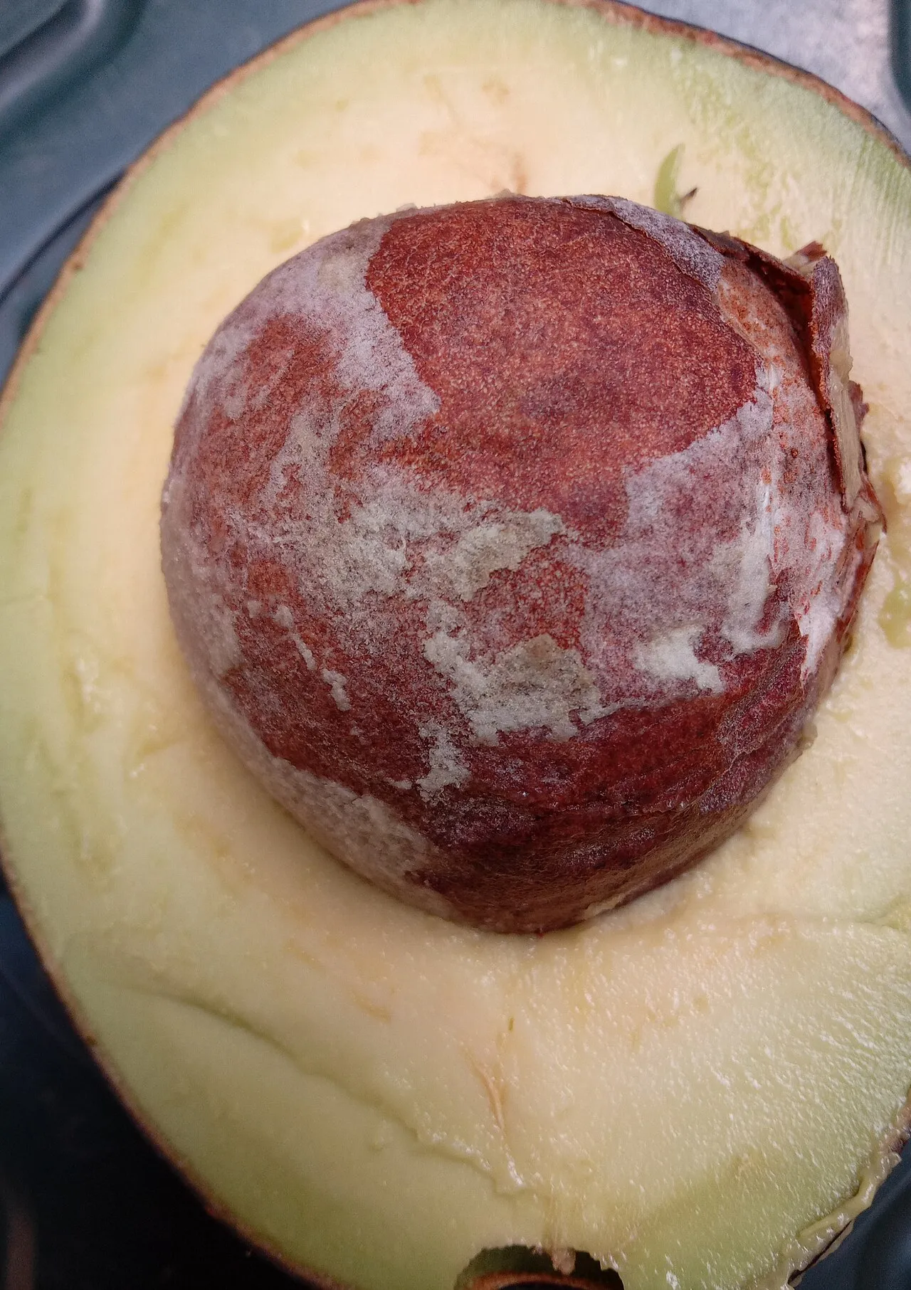 Alimentos tóxicos para aves: aguacate y otros peligros