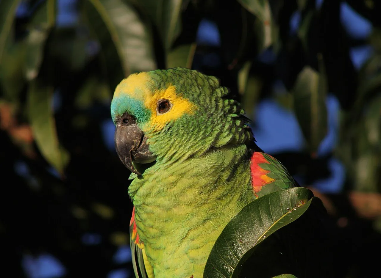 Foto de Amazona