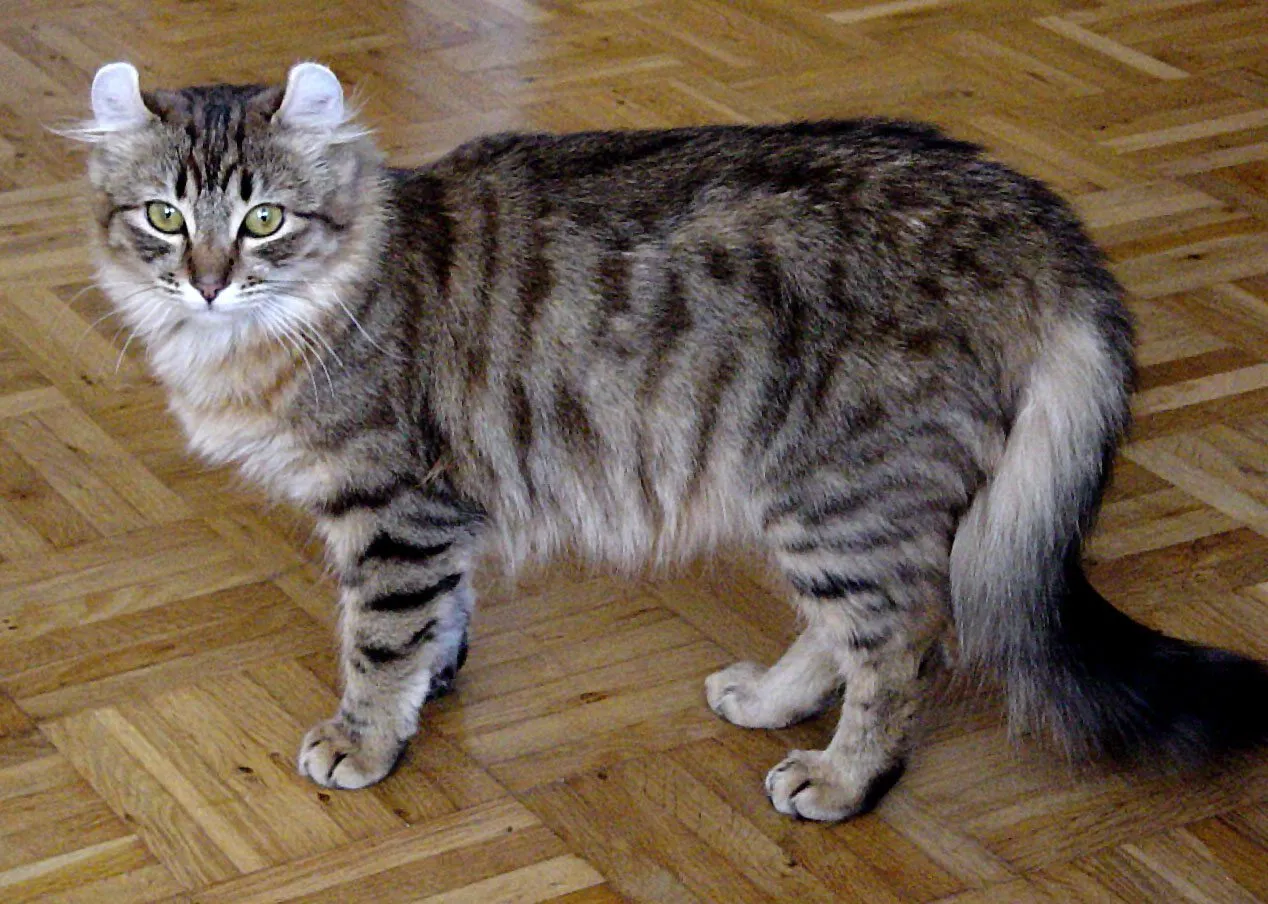 Foto de American Curl