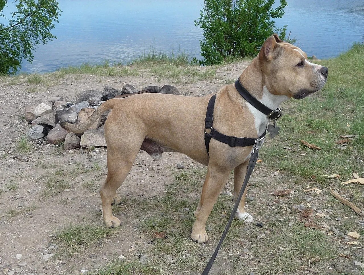 Foto de American Staffordshire Terrier