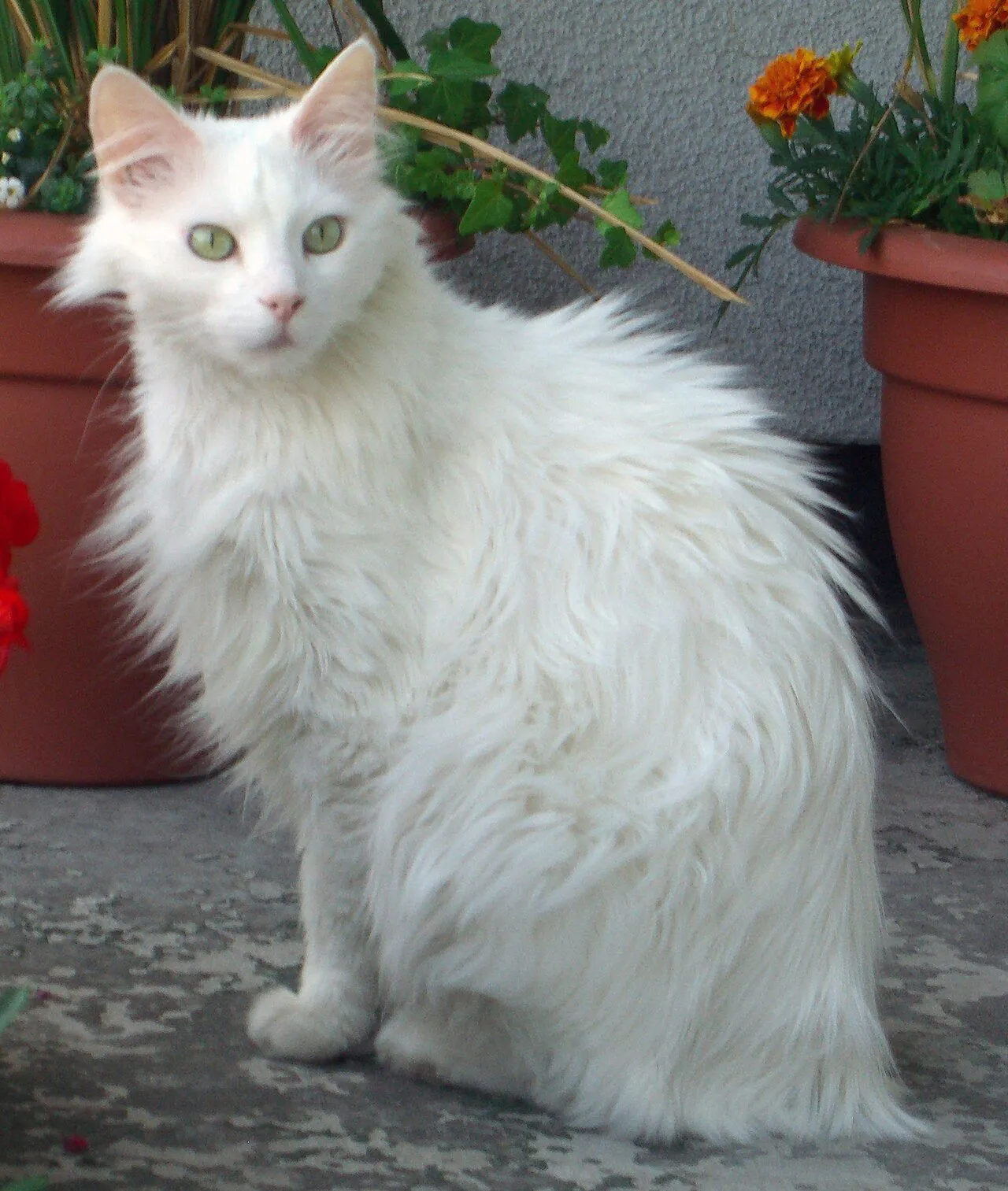 Foto de Angora Turco