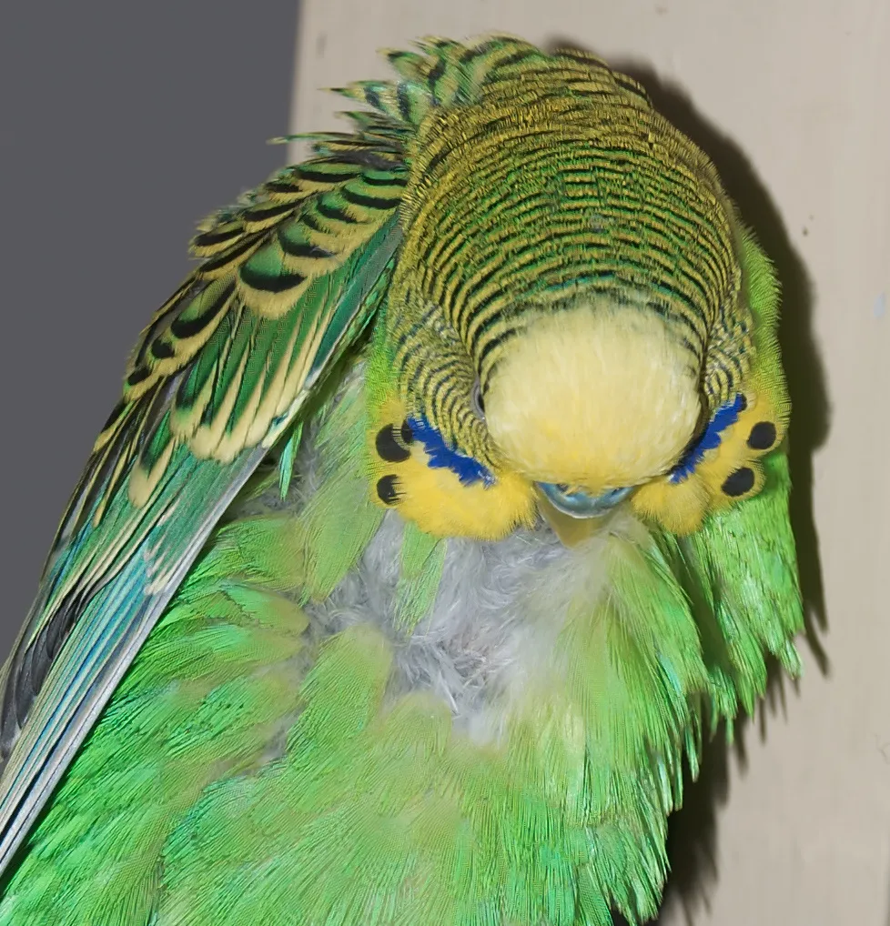 Periquito acicalándose las plumas del pecho con el pico durante su aseo