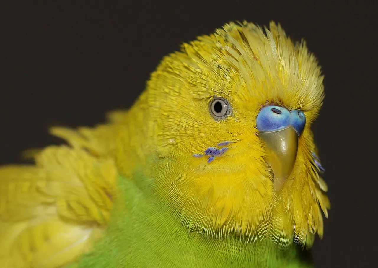 El aseo de las aves: baño, uñas y pico explicados