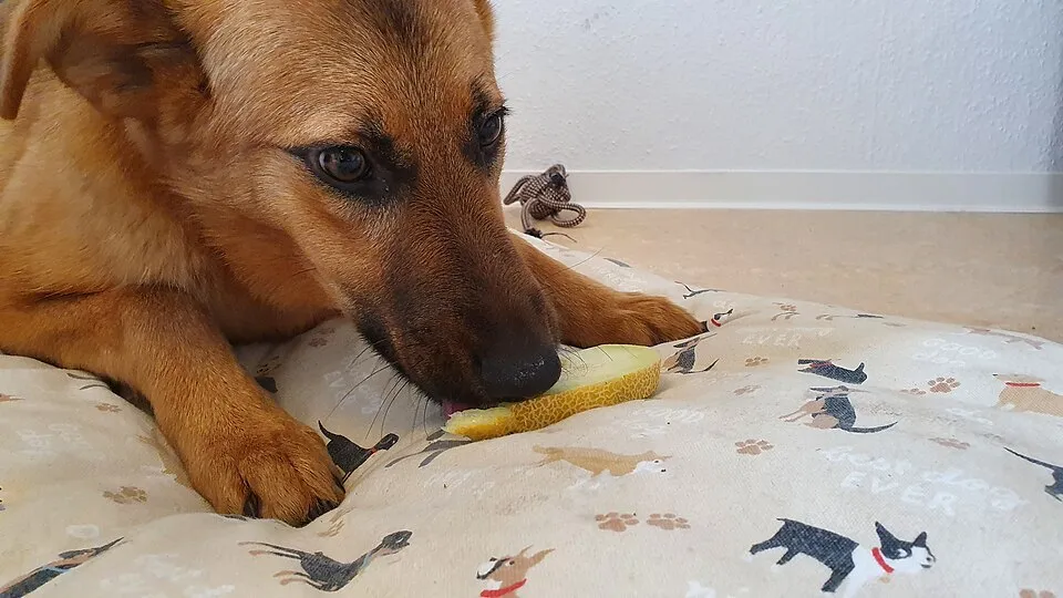 ¿Qué puede comer?