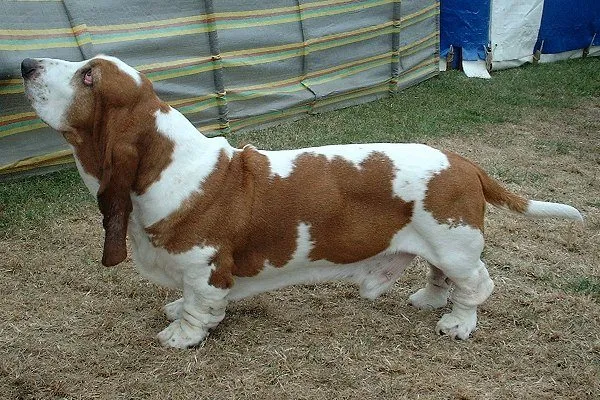 Foto de Basset Hound