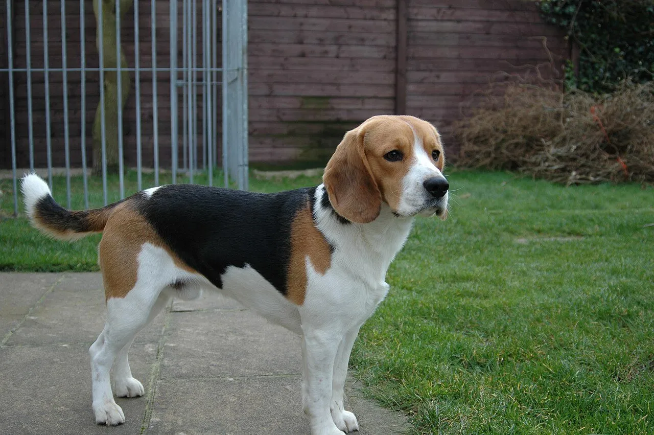 Foto de Beagle
