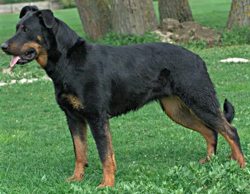 Foto de Beauceron