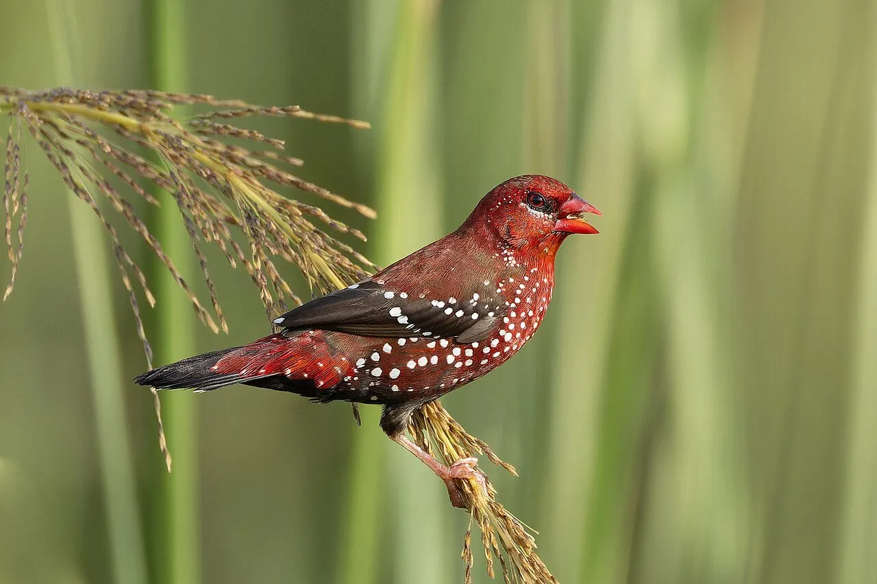 Foto de Bengalí Rojo