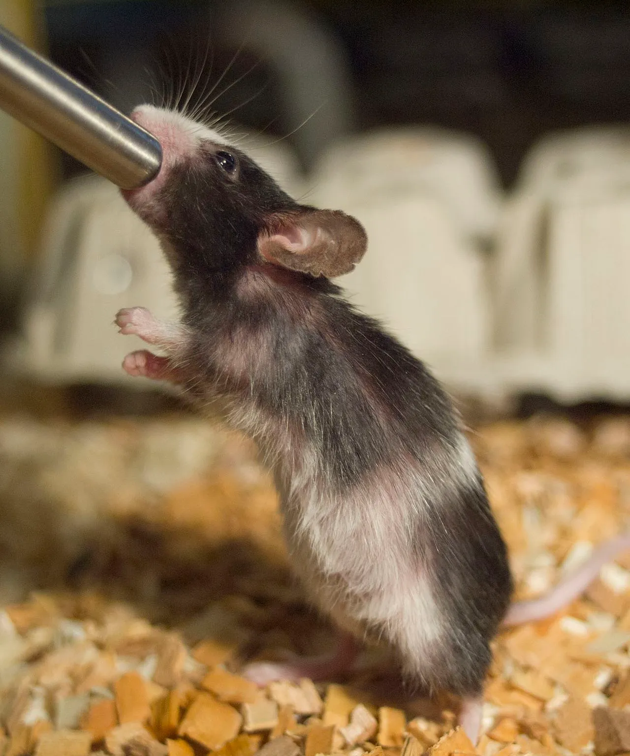Ratón doméstico parado bebiendo agua del biberón de boquilla metálica
