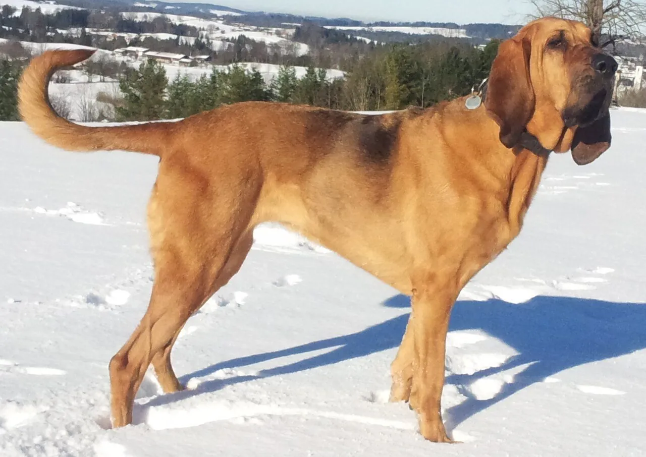 Foto de Bloodhound (San Huberto)