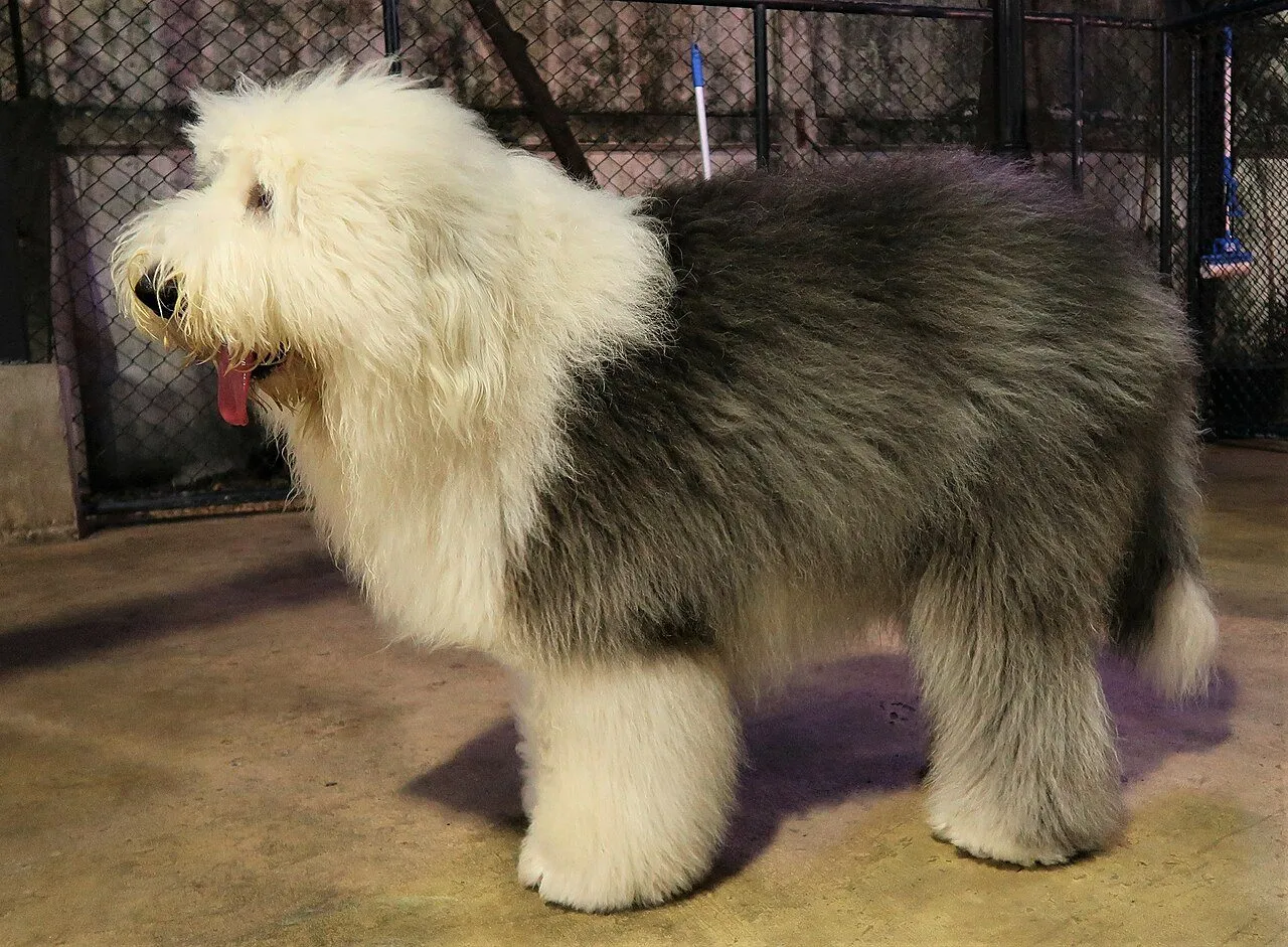 Foto de Bobtail (Antiguo Pastor Inglés)
