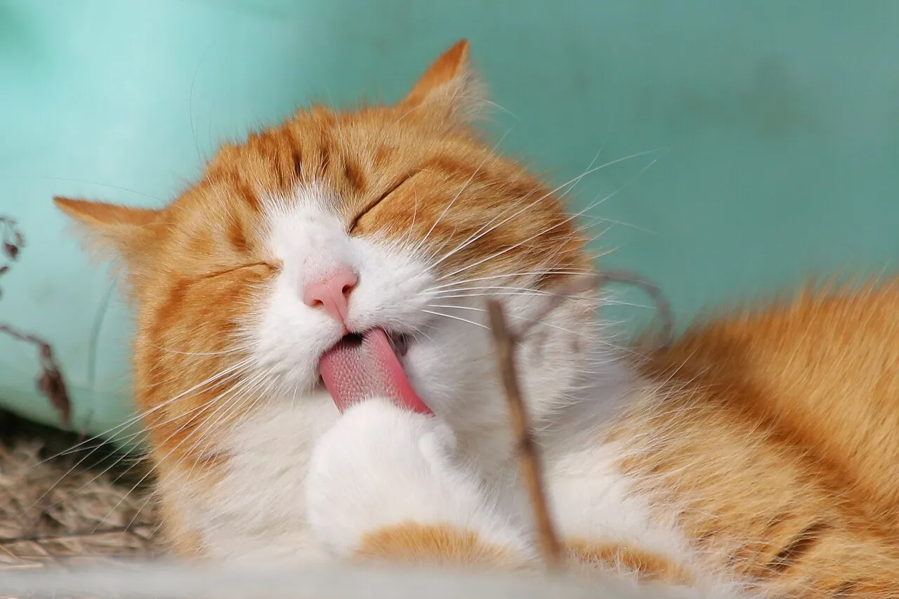 Gato naranja y blanco acicalándose y lamiendo su pata con la lengua