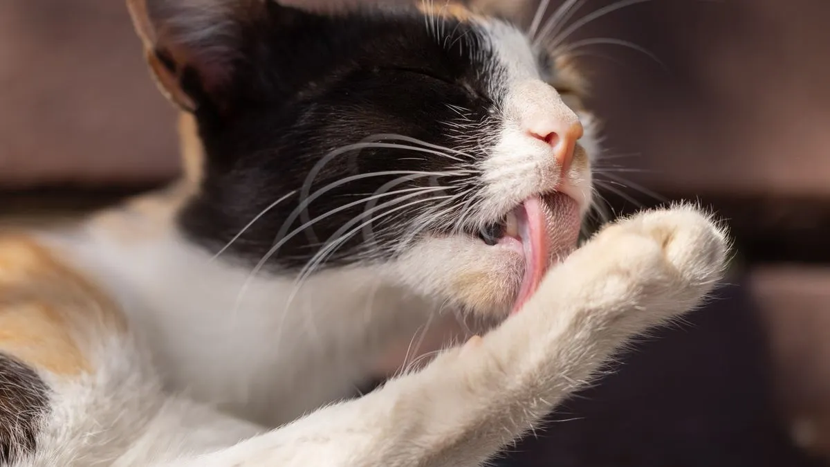 Bolas de pelo en gatos: por qué pasan y cómo reducirlas