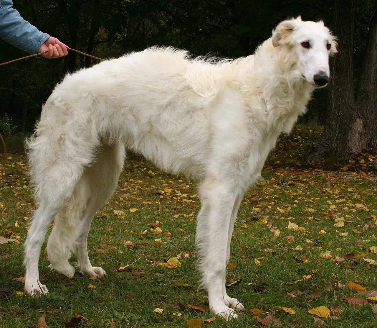 Foto de Borzoi