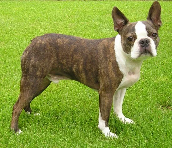 Foto de Boston Terrier
