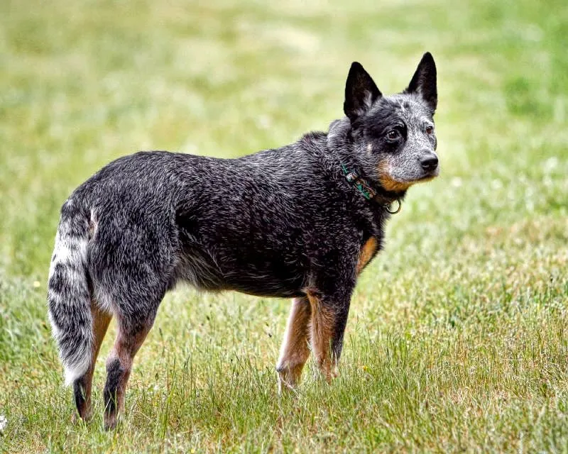 Foto de Boyero Australiano