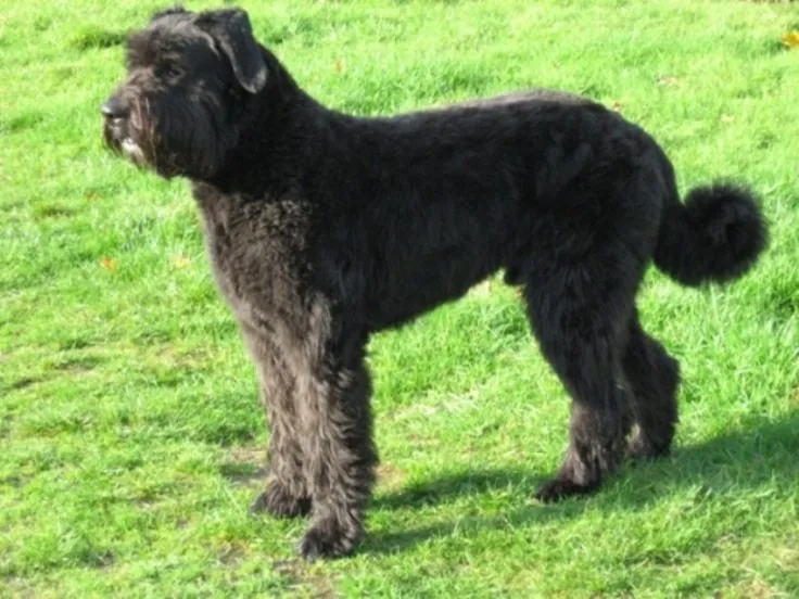 Foto de Boyero de Flandes