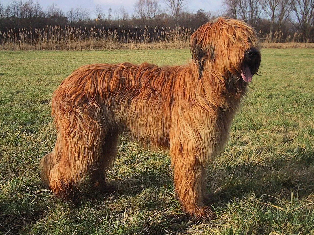 Foto de Briard