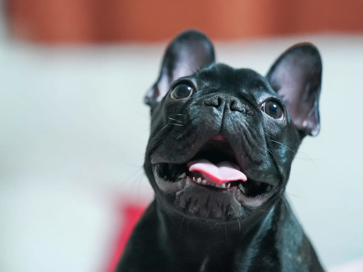 Foto de Bulldog Francés