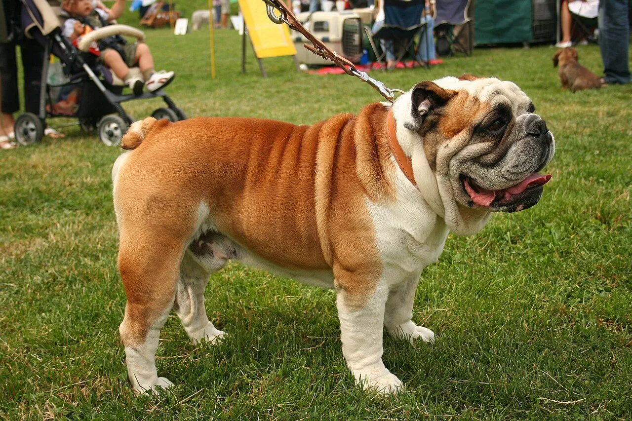 Foto de Bulldog Inglés