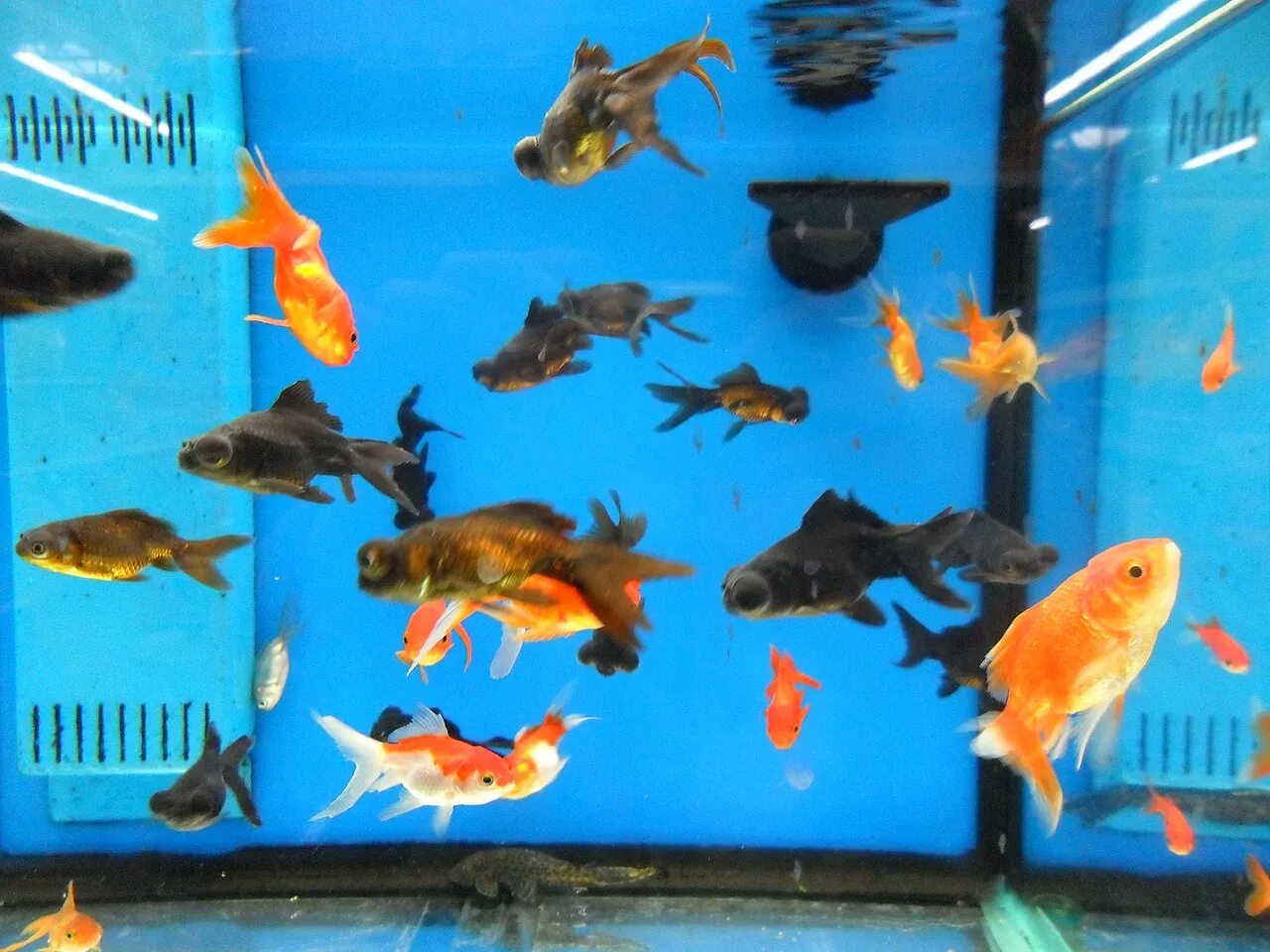 ¿Cada cuánto hay que alimentar a los peces?
