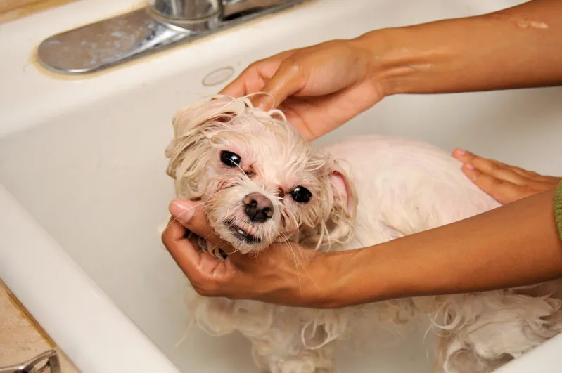 Perro pequeño recibe un baño en el lavabo mientras unas manos lo sostienen con cuidado