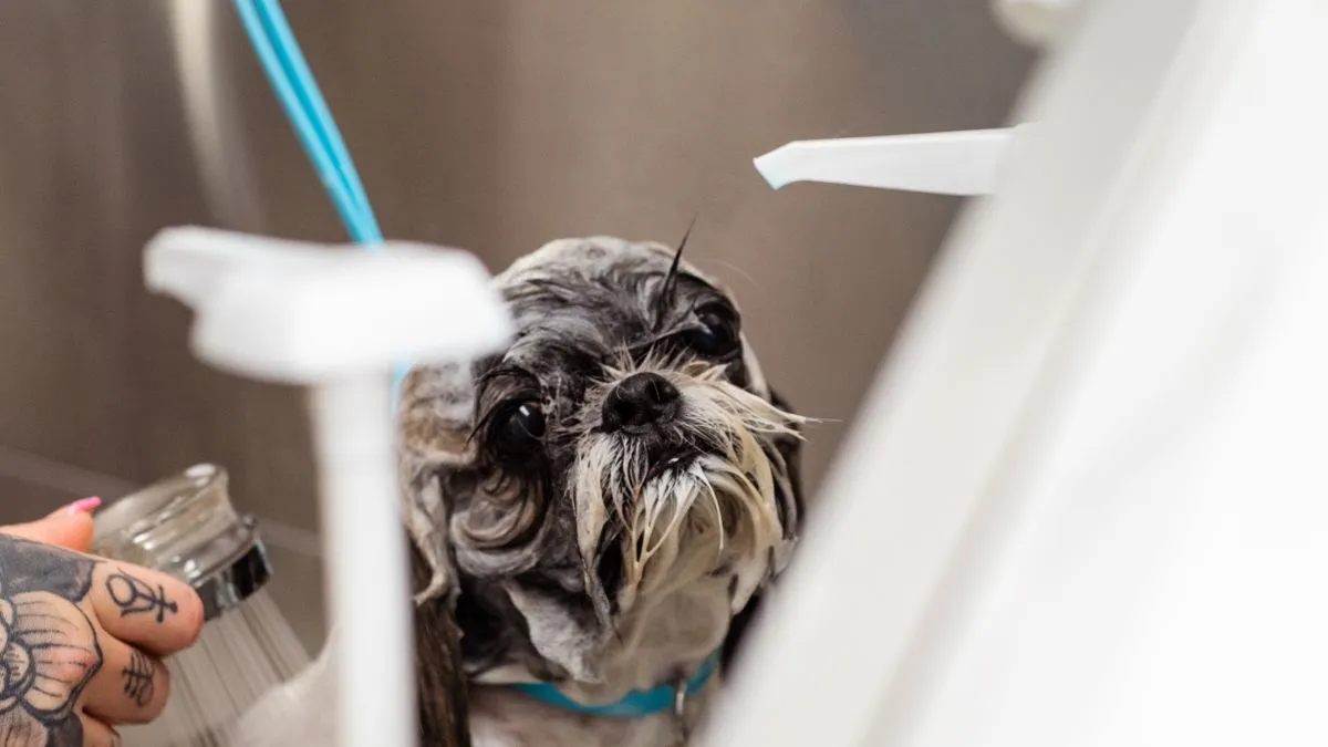 ¿Cada cuánto bañar a un perro?