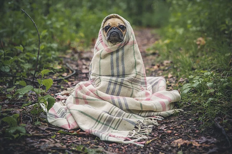 Un perro tranquilo envuelto en una manta
