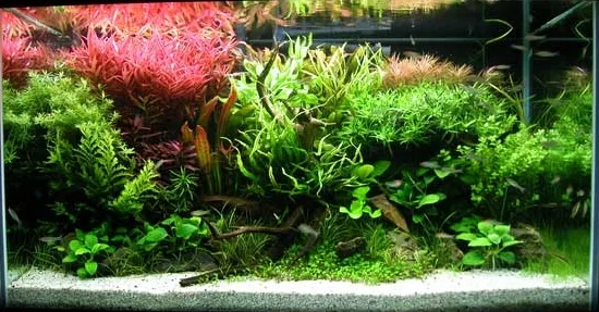 Cambios de agua del acuario: cada cuánto y cómo hacerlos