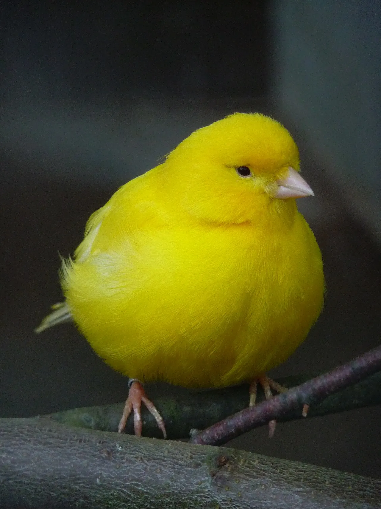 Foto de Canario