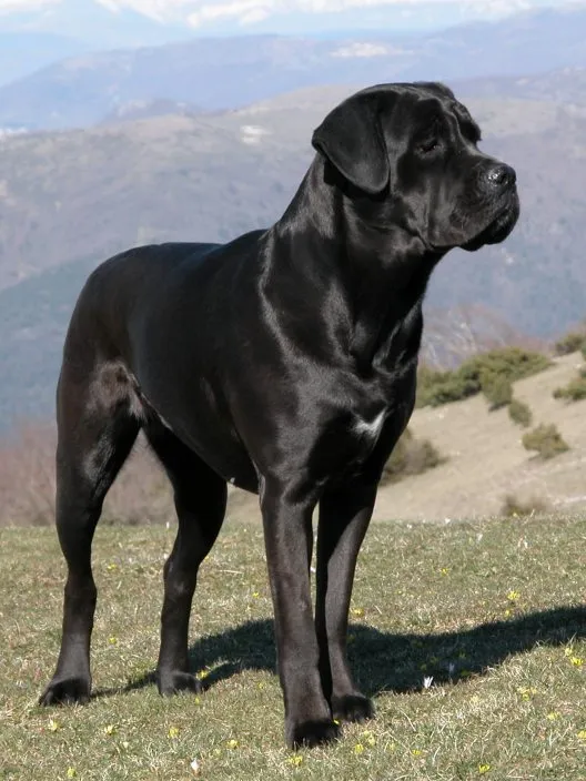 Foto de Cane Corso