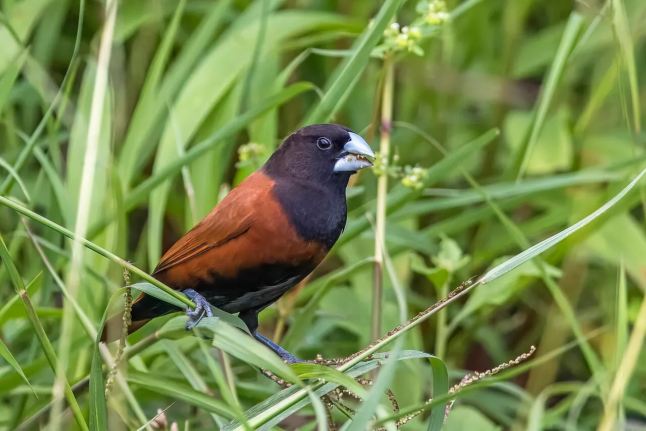 Foto de Capuchino de Cabeza Negra