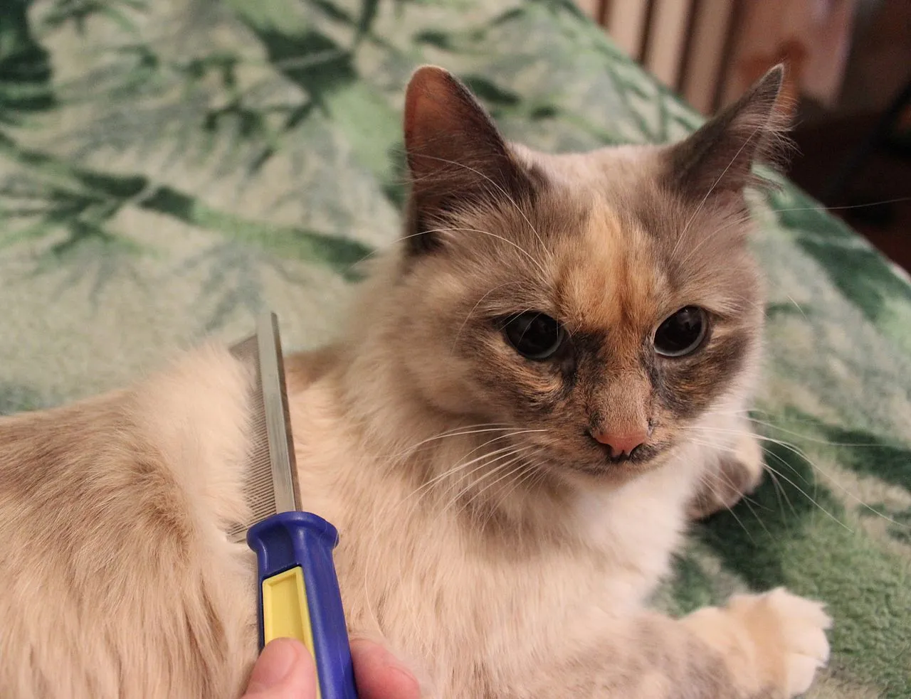 Gato de pelo largo peinado con un cepillo de metal sobre una manta