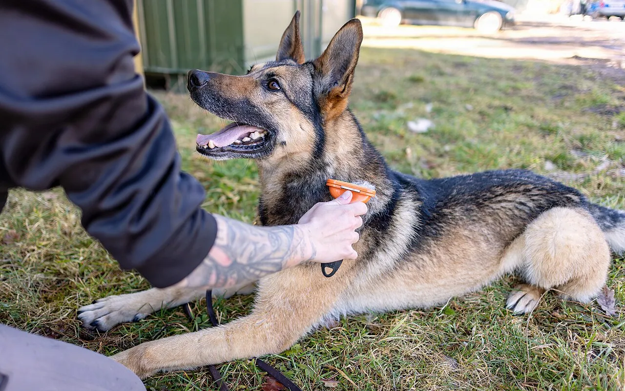Perro pastor alemán recostado mientras su cuidadora le cepilla el pelaje con una carda
