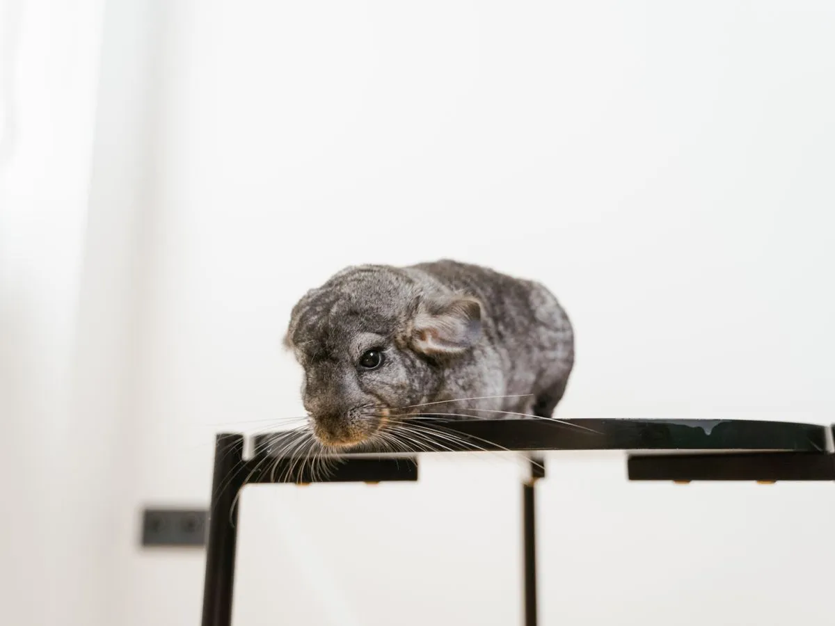 Foto de Chinchilla
