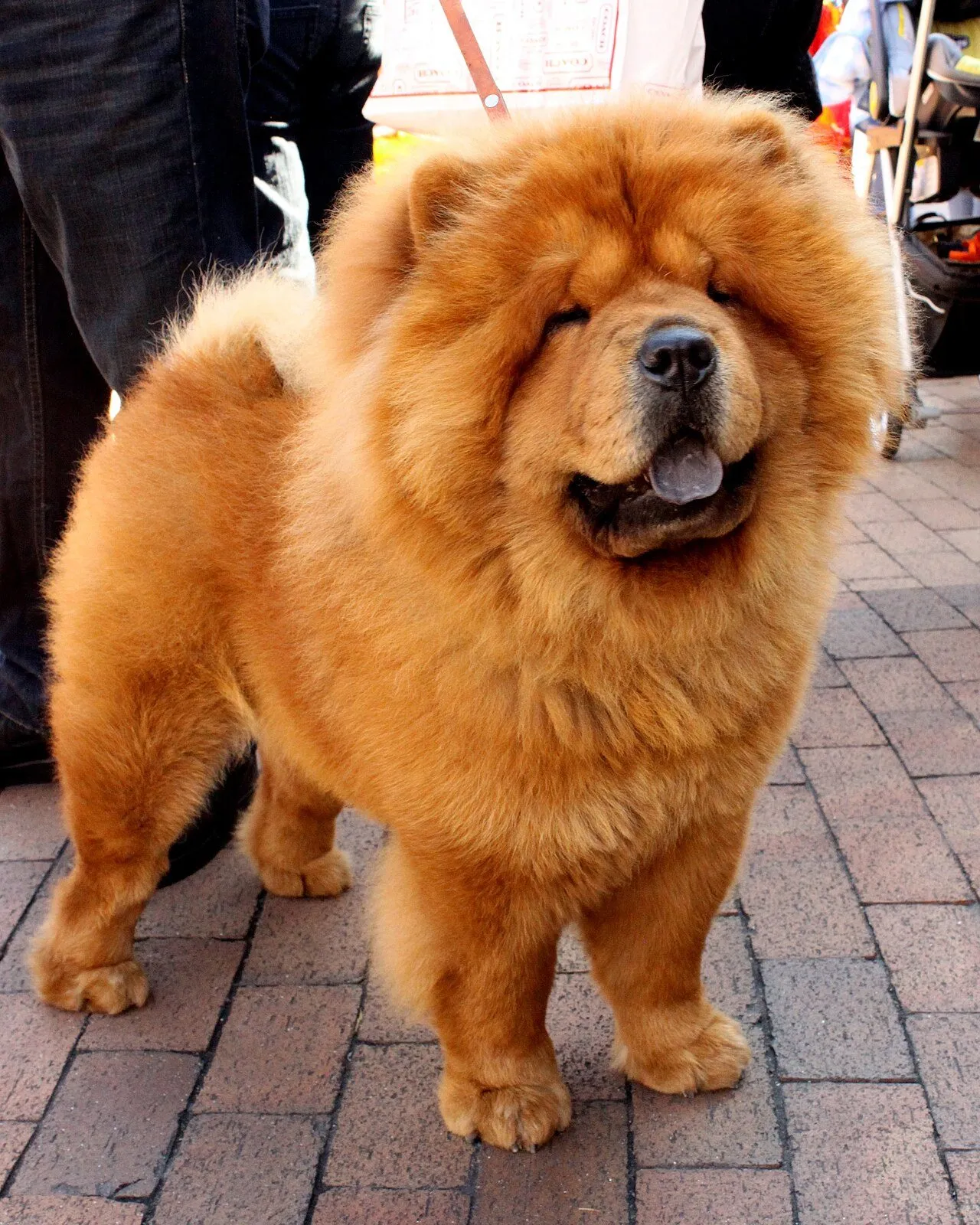 Foto de Chow Chow