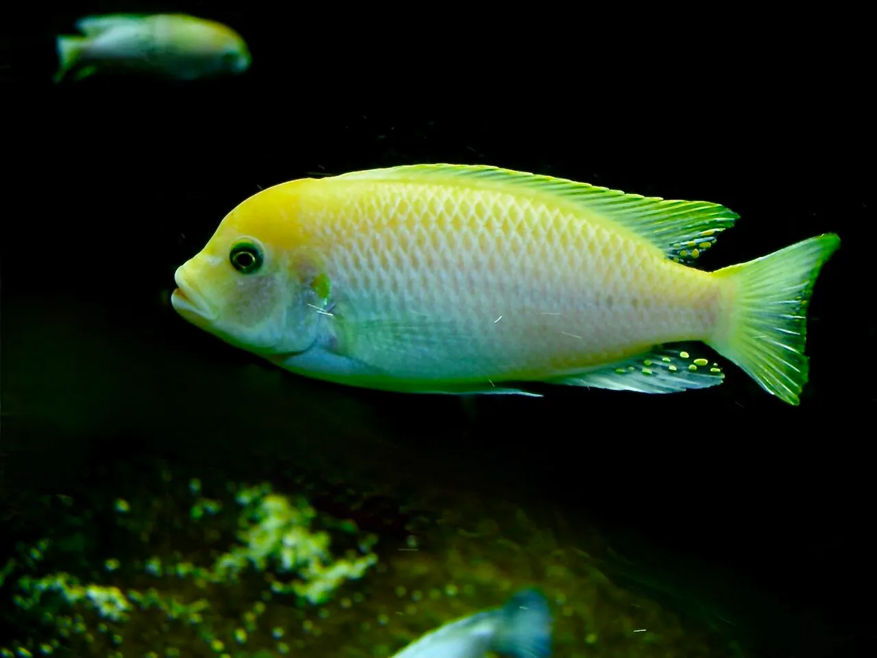 Foto de Cíclido Africano (Mbuna)