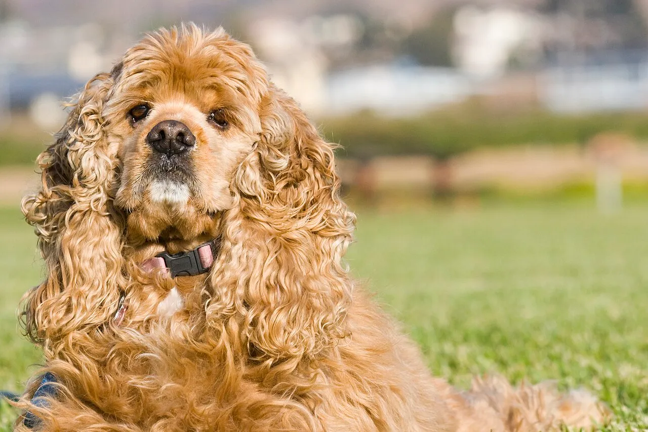 Foto de Cocker Spaniel Americano