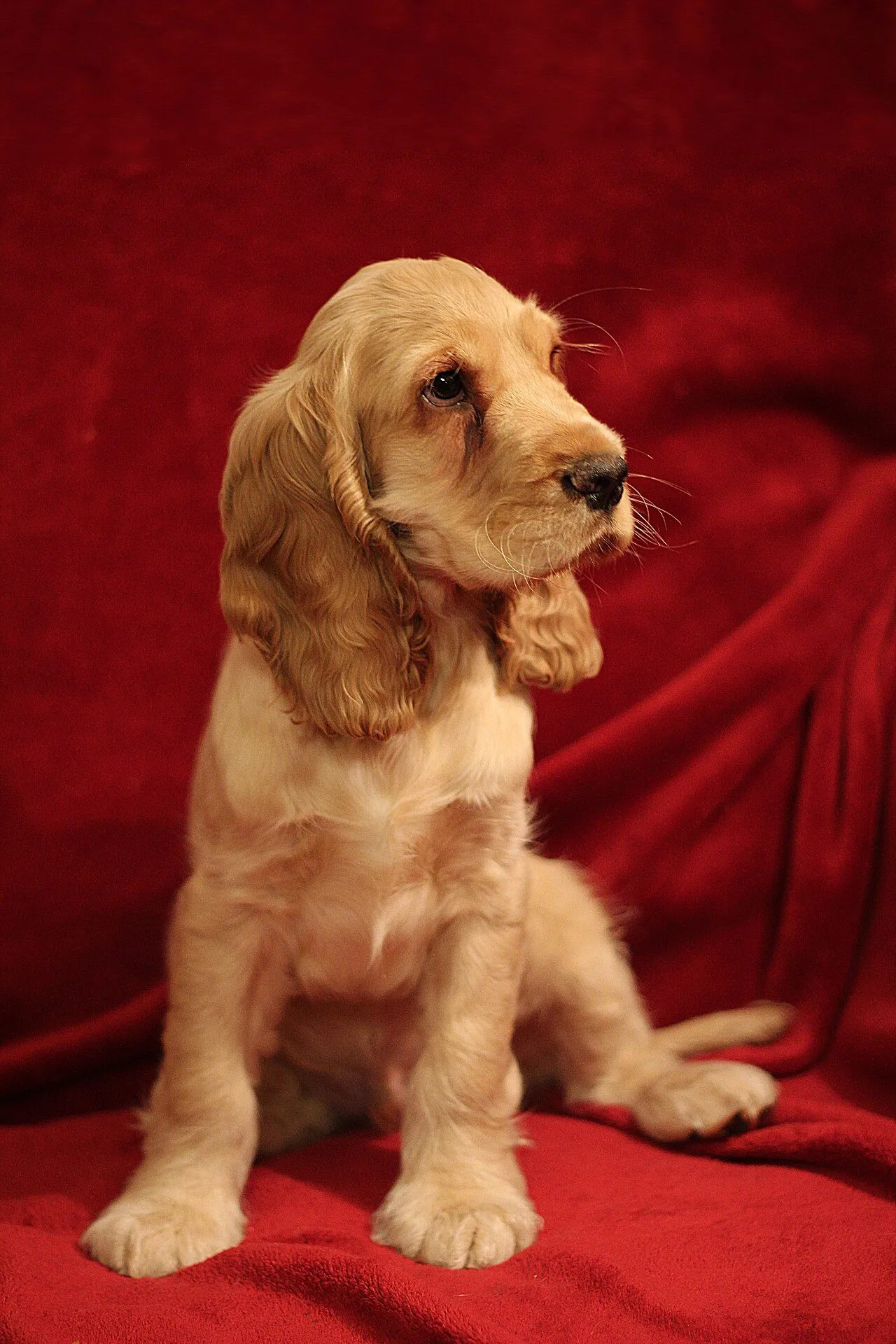 Foto de Cocker Spaniel